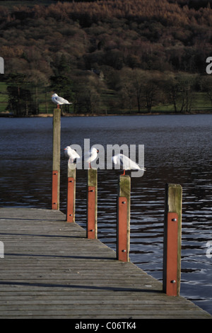 Mouettes assis sur une jetée à l'eau de Coniston Banque D'Images