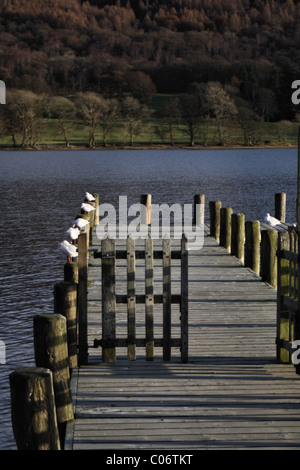 Mouettes assis sur une jetée à l'eau de Coniston Banque D'Images