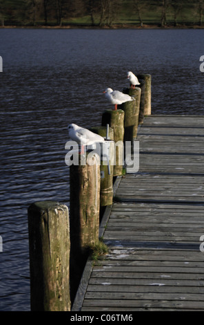 Mouettes assis sur une jetée à l'eau de Coniston Banque D'Images