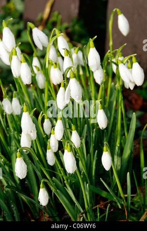 Perce-neige couverte de rosée sur un matin glacial. Banque D'Images