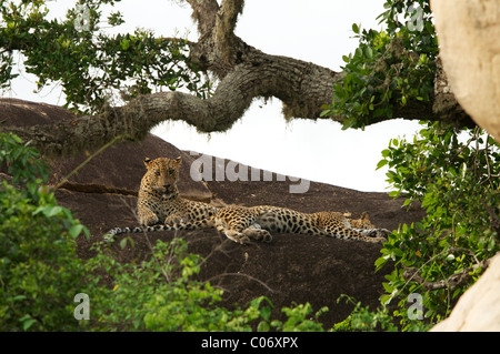 Deux léopards d'Asie se reposant sur un rocher Parc national de Yala au Sri Lanka Banque D'Images