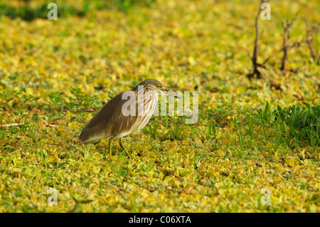 Une nuit, Heron Parc national de Yala au Sri Lanka Banque D'Images