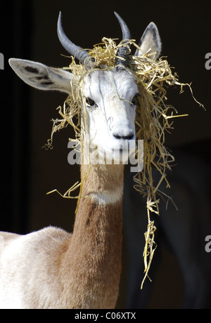 La gazelle dama avec perruque 'paille' Banque D'Images