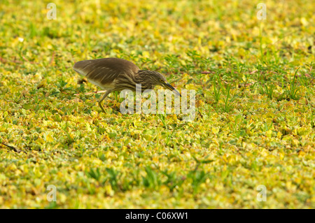 Une nuit, Heron Parc national de Yala au Sri Lanka Banque D'Images