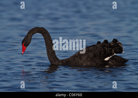 Hot Black Swan (Cygnus atratus), Welney, Norfolk, Angleterre Banque D'Images