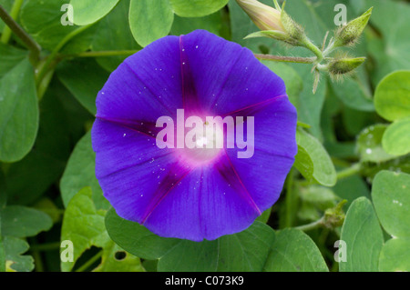 Photo d'un morning glory (Ipomoea violacea) au Mexique Banque D'Images