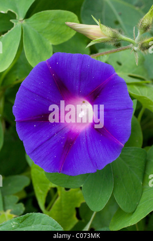 Photo d'un morning glory (Ipomoea violacea) au Mexique Banque D'Images