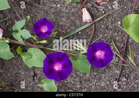 Photo d'un morning glory (Ipomoea violacea) au Mexique Banque D'Images