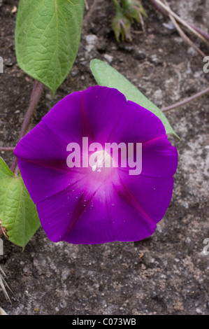 Photo d'un morning glory (Ipomoea violacea) au Mexique Banque D'Images