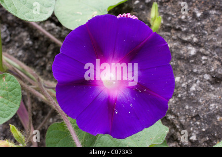 Photo d'un morning glory (Ipomoea violacea) au Mexique Banque D'Images