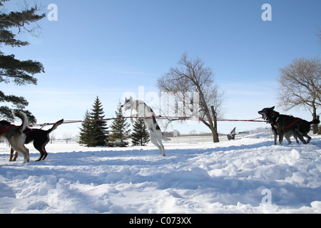 Sauter les chiens de traîneau et en tirant en attendant de commencer à travailler. Banque D'Images