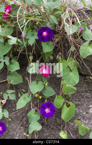 Photo d'un morning glory (Ipomoea violacea) au Mexique Banque D'Images