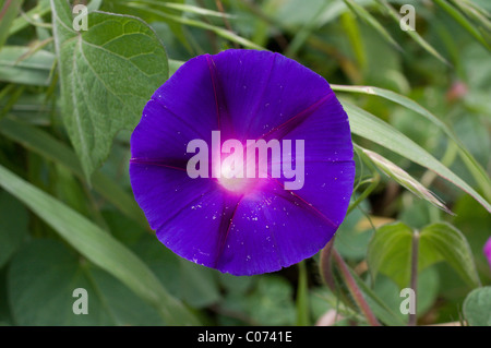 Photo d'un morning glory (Ipomoea violacea) au Mexique Banque D'Images