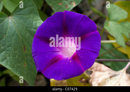 Photo d'un morning glory (Ipomoea violacea) au Mexique Banque D'Images