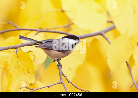 Carolina Chickadee en automne feuilles Banque D'Images