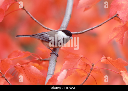 Carolina Chickadee se percher à l'automne Érable Banque D'Images