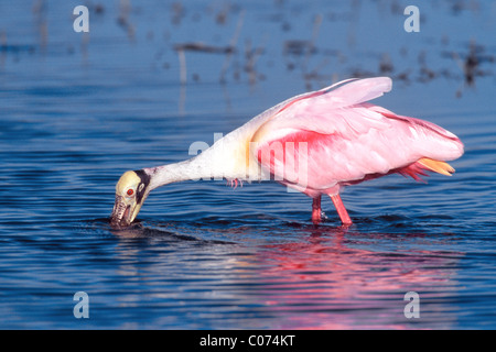 Roseate Spoonbill à chercher de la nourriture - verticale Banque D'Images