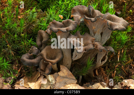 Horn of Plenty (Craterellus cornucopioides), des organes de fructification sur la forêt flor. Banque D'Images