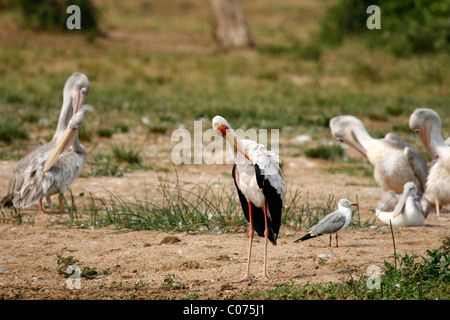 Bec jaune cigogne et des pélicans par le canal de Kazinga dans le Parc national Queen Elizabeth, à l'ouest de l'Ouganda Banque D'Images