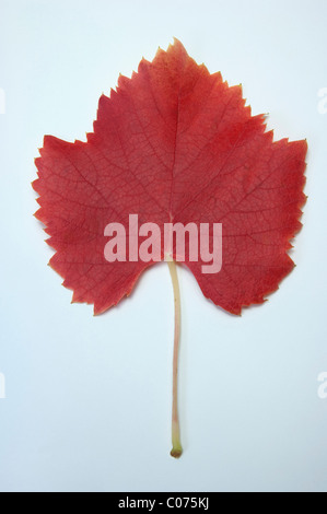 Vigne (Vitis vinifera), feuille en couleurs de l'automne, studio photo. Banque D'Images