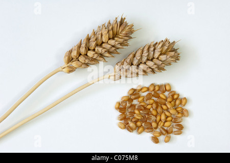 Le blé tendre, le blé tendre (Triticum aestivum), mûr et les cors de l'oreille. Studio photo sur un fond blanc. Banque D'Images