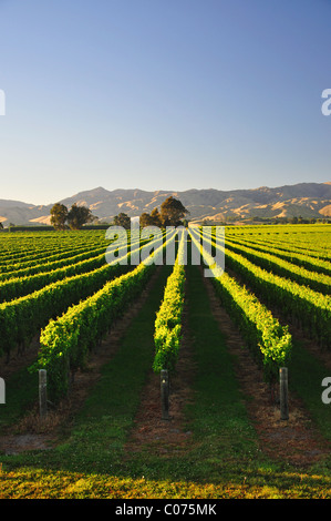 Rangées de vignes au lever du soleil, vignoble de Marlborough, vallée de Wairau, Blenheim, région de Marlborough, île du Sud, Nouvelle-Zélande Banque D'Images