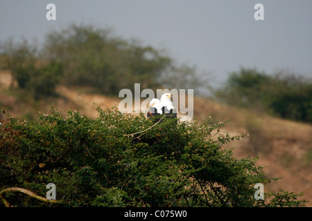 Une paire de poissons de l'Afrique blanche (Haliaeetus vocifer) par le canal de Kazinga, Parc national Queen Elizabeth, en Ouganda Banque D'Images