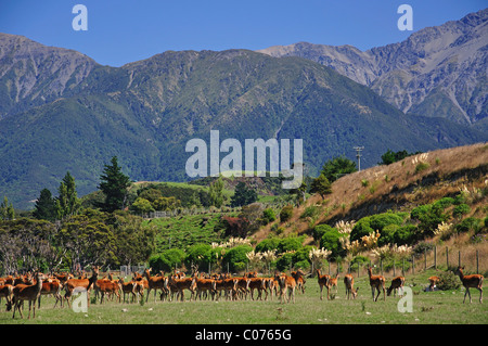 L'élevage de cerfs sur la côte de Kaikoura, Kaikoura, Canterbury, Région de l'île du Sud, Nouvelle-Zélande Banque D'Images