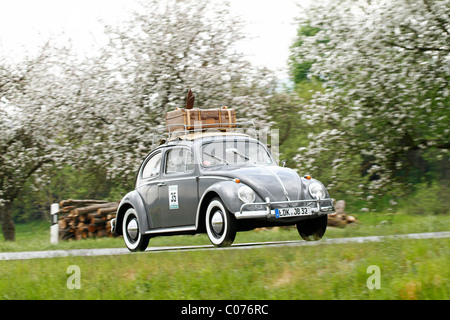 VW Coccinelle de skis et bagages sur le toit, construit en 1961, Classic Car Rally 2010 Wetzlar, Hesse, Germany, Europe Banque D'Images