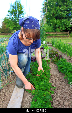 Jeune femme jardinage, travaillant dans un jardin organique accueil de laitue, oignons, persil, haricots et de betterave Banque D'Images