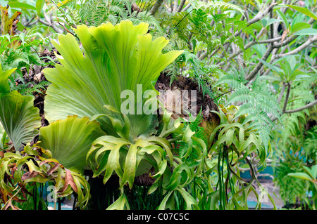 Mer légère staghorn ou elkhorn fougères fougère épiphyte KL Kuala Lumpur Malaisie parc d'Orchidées Banque D'Images