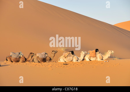 Des dromadaires (Camelus dromedarius), Erg Chebbi, Maroc, Afrique Banque D'Images