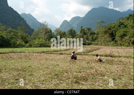 Deux République travaillant dans un champ de riz récoltés dans le Nord du Laos avec montagnes karstiques de calcaire dans l'arrière-plan Banque D'Images