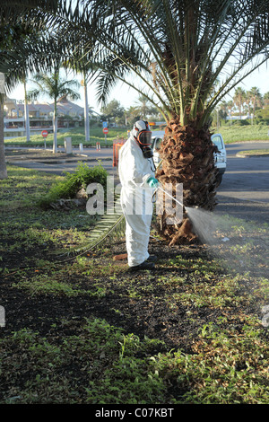 Les mauvaises herbes la pulvérisation de pesticides dans un parc, Maspalomas, Gran Canaria. Banque D'Images