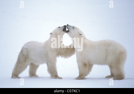 Deux jeunes ours polaires ayant une conversation à la glace de la Baie d'Hudson près de Churchill dans le nord du Manitoba, Canada Banque D'Images
