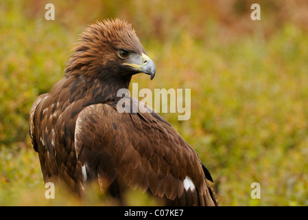Golden Eagle en automne entre la végétation de couleur à une colline près de Loughborough, Leicestershire, Angleterre, Royaume-Uni Banque D'Images