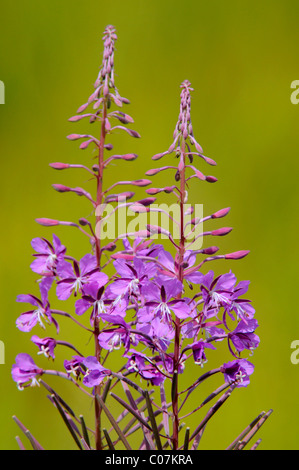 Rosebay willowherb, d'épilobes à feuilles étroites (Epilobium angustifolium) Banque D'Images