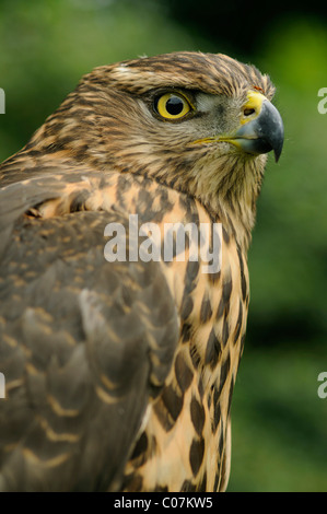 L'Autour des palombes (Accipiter gentilis), juvénile Banque D'Images