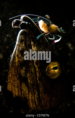 Serpent à nageoires noires-eel avec de magnifiques crevettes, partenaire, Lembeh Indonésie Banque D'Images