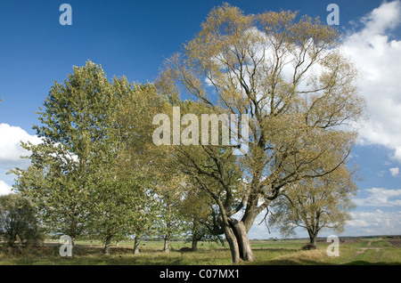 Vieux Saule contre blue cloudy sky Banque D'Images