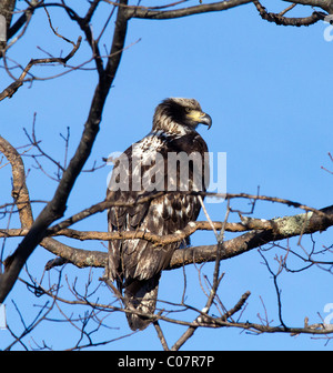 American immatures Pygargue à tête blanche Haliaeetus leucocephalus se percher dans un arbre. Banque D'Images