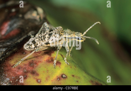 Petit Longicorne asiatique (Rhagium inquisitor) Banque D'Images