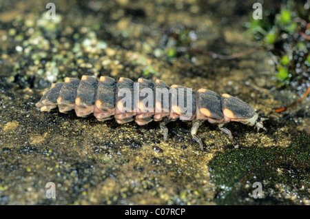 Grande ver luisant (Lampyris noctiluca) larve Banque D'Images