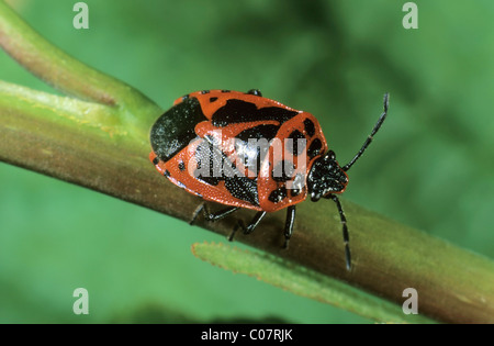 (Eurydema dominulus Bug shield) Banque D'Images