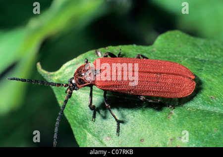 Scarlet Net-winged Beetle (Dictyoptera aurora) Banque D'Images