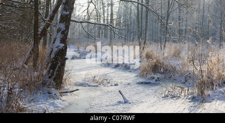 Paysage d'hiver gelé de la rivière Lesna à jour ensoleillé neige reed sec enveloppé en premier plan,Pologne podlasie Banque D'Images