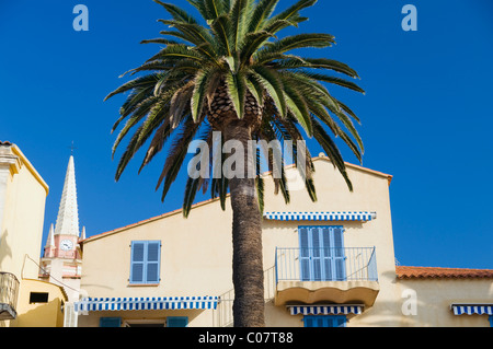 Balcon avec palm, Calvi, Balagne, Corse, France, Europe Banque D'Images