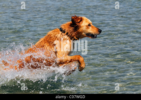 Golden Retriever, sautant de l'eau Banque D'Images