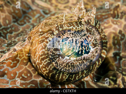 Un poisson-crocodile, détails des yeux, Lembeh Indonesa Banque D'Images