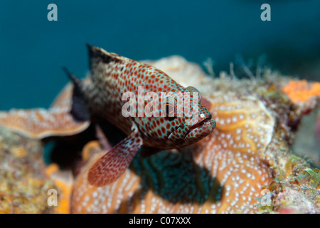 Grasby (Epinephelus cruentatus), nage au-dessus de coraux, Sainte-Lucie, l'île de Sainte-Lucie, îles du Vent, Petites Antilles Banque D'Images